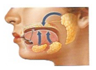 Problemática Oral Asociada al Piercing · Hipersalivación